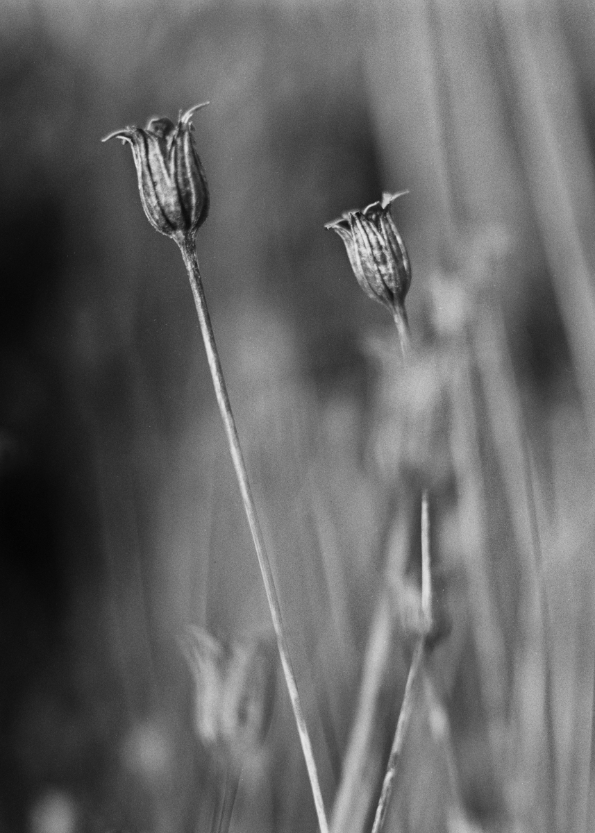 nature portraits 08.2023 | analog&nbsp;photography