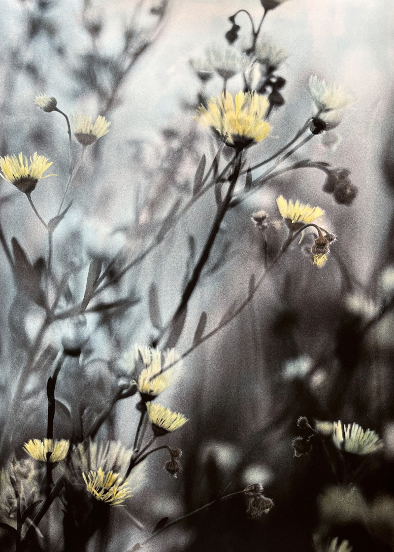 daisies | analog&nbsp;photography