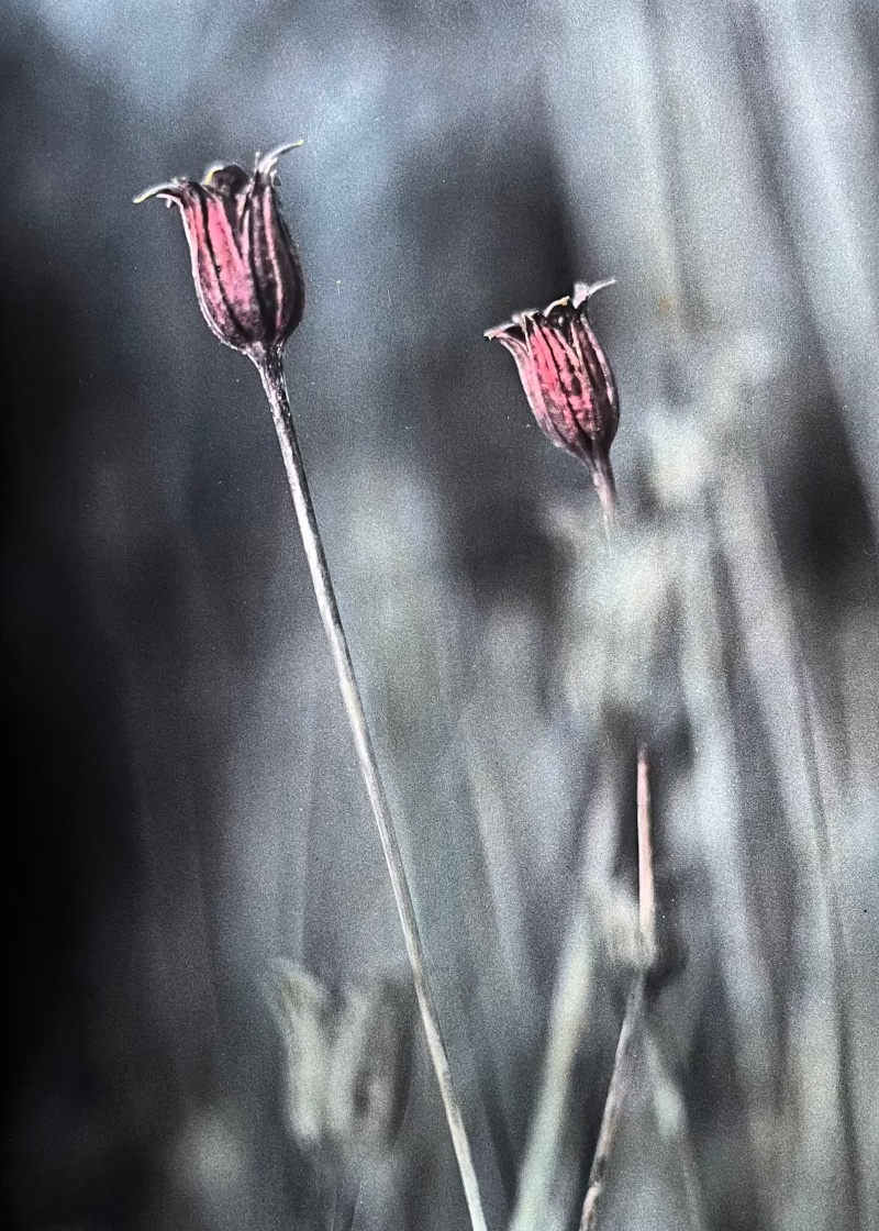 queens | analog&nbsp;photography