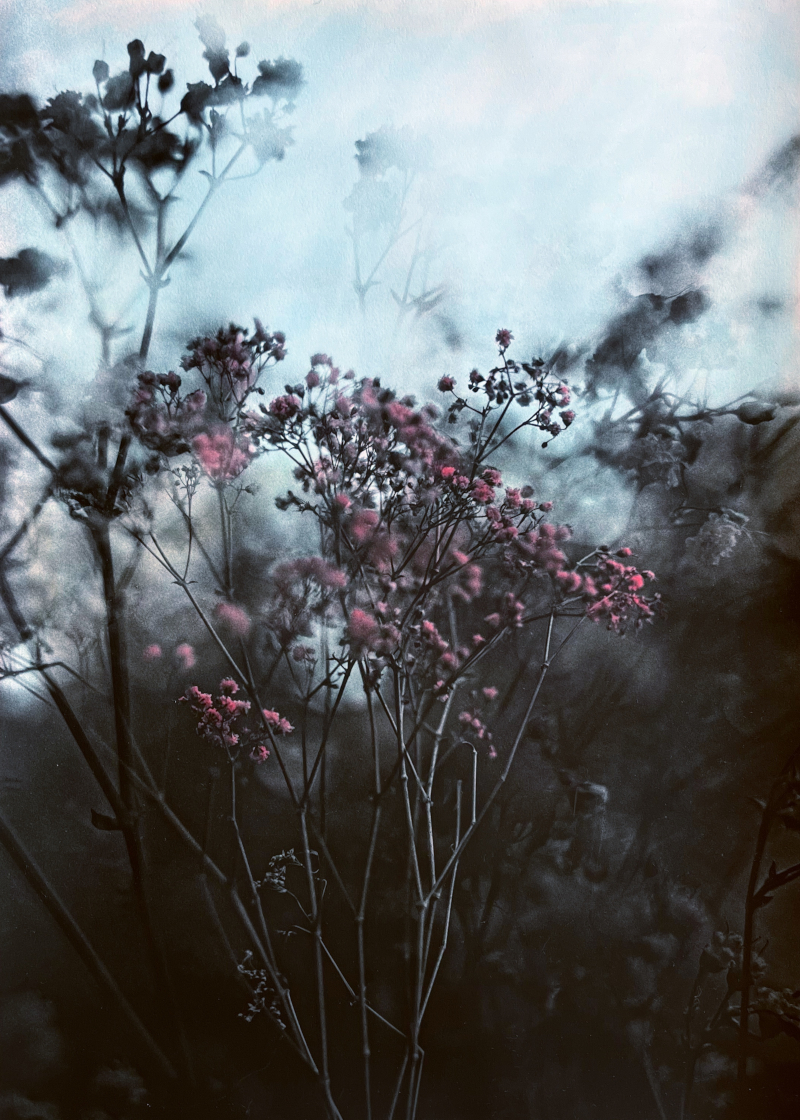 baby’s breath | analog&nbsp;photography