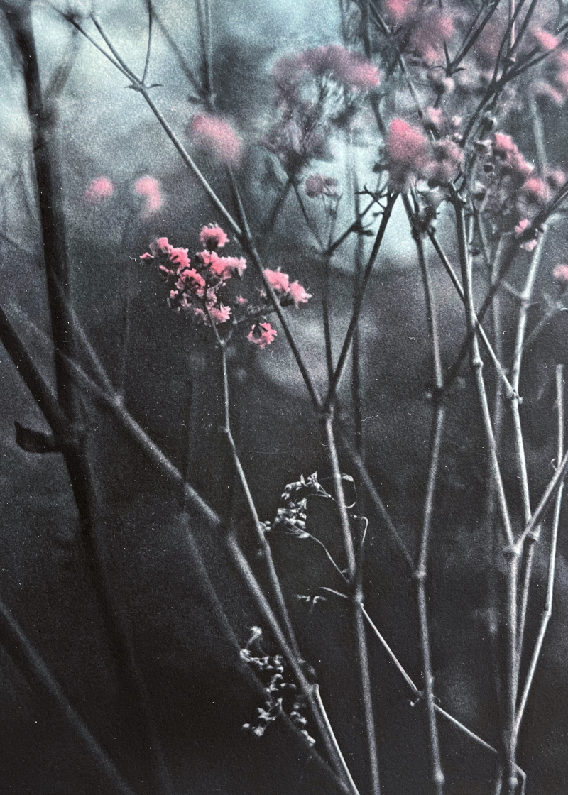 nature portraits in Galerie Calabro | analog&nbsp;photography