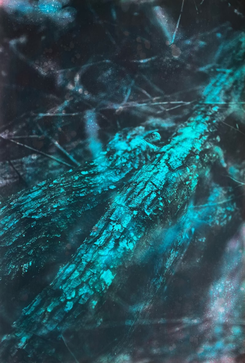 ‘Forest Metaphysics’ at RossArt Gallery in&nbsp;Zurich