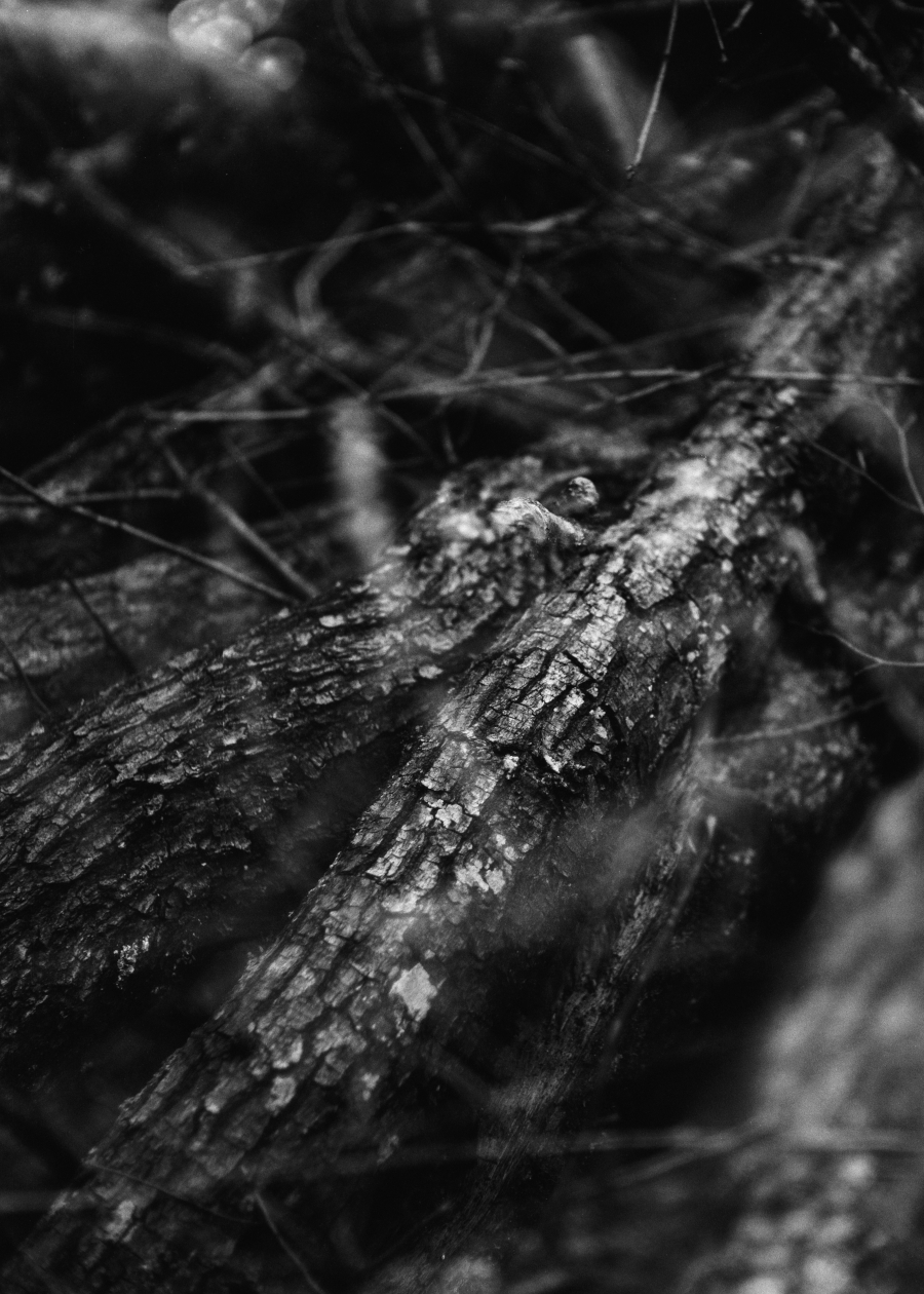 prints | analog&nbsp;photography