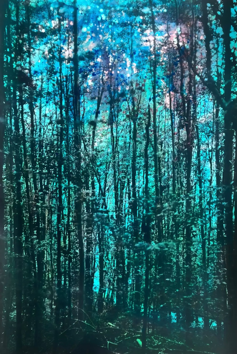 forest view | analog&nbsp;photography