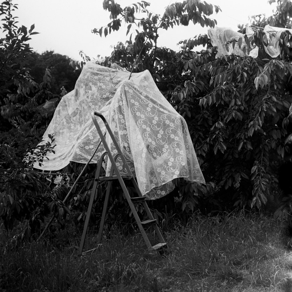 cherries | analog&nbsp;photography