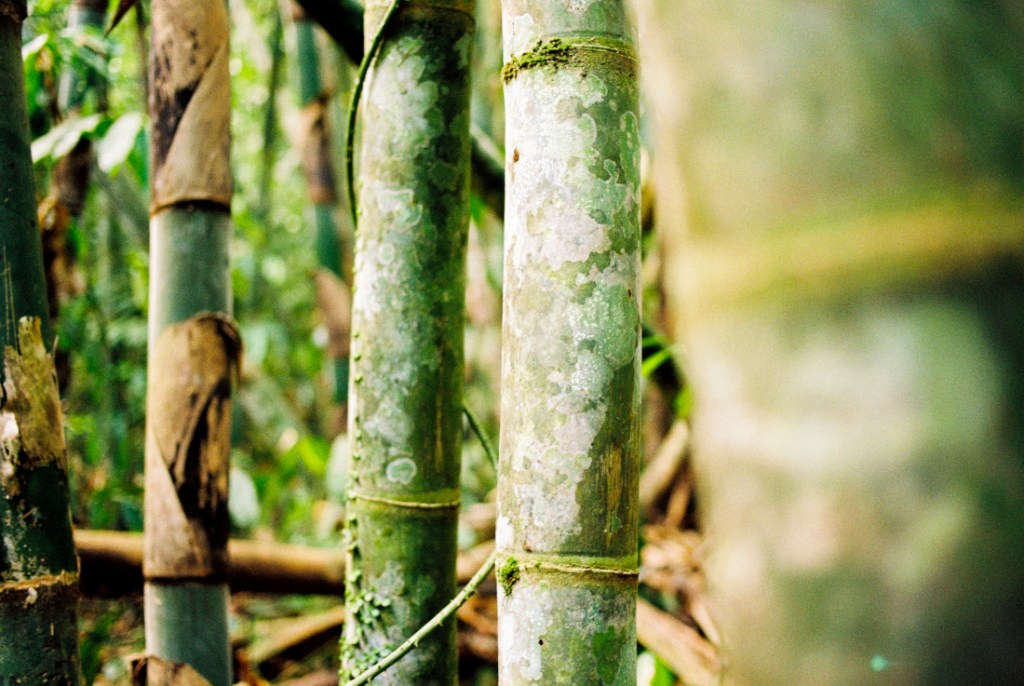 Thailand – Khao Sok (jungle part) | analog&nbsp;photography