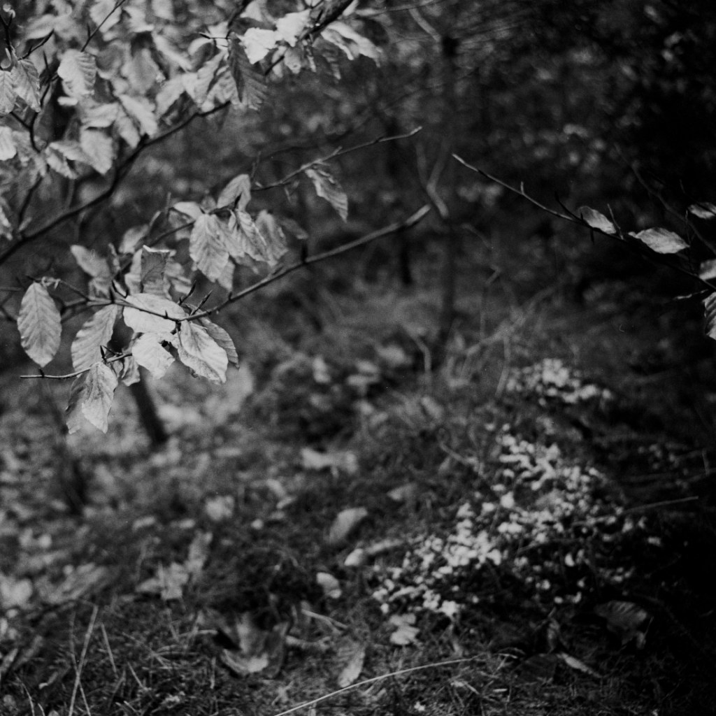 walking home through the park… | on film with&nbsp;words