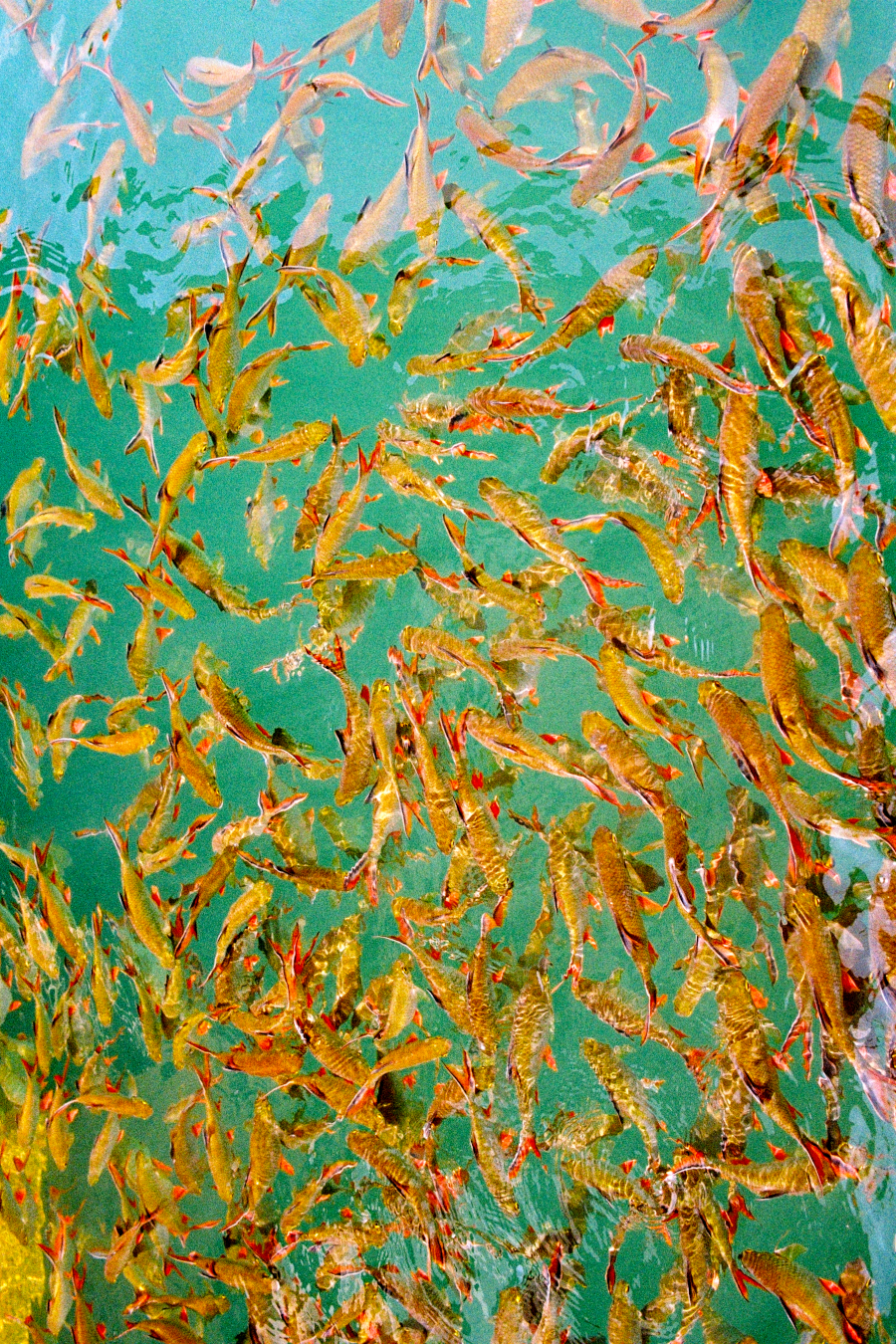 color chases color… | on film with&nbsp;words